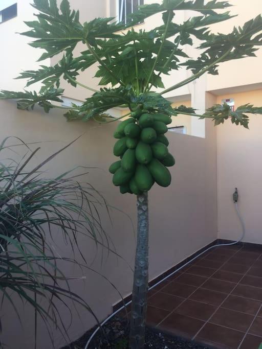 Independiente Estudio En Acogedora Casita De Mai Costa Adeje  Buitenkant foto